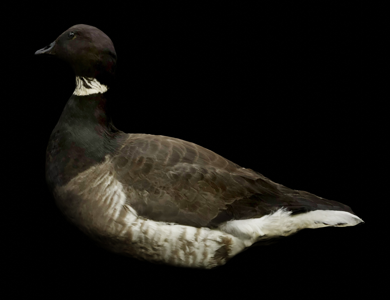 Brant goose, small marine bird with dark head and back, and light belly.