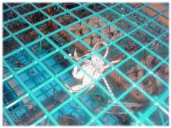 Crab as bait in wire trap