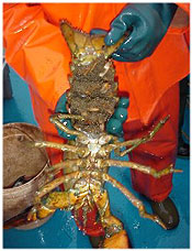 spawning female lobster