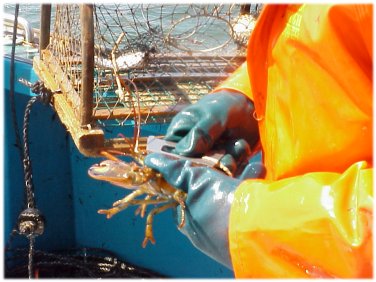 Using metal gauge to measure lobster