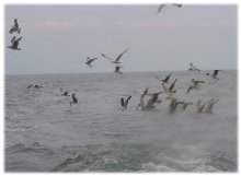Seagulls feasting