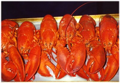 Boiled Lobsters