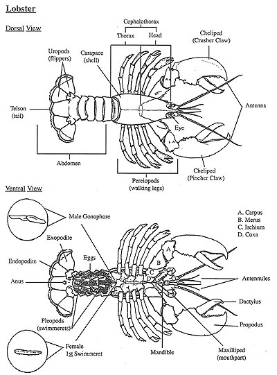 Anatomy of a Lobster