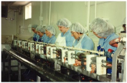 employees extracting meat Lismore fish plant